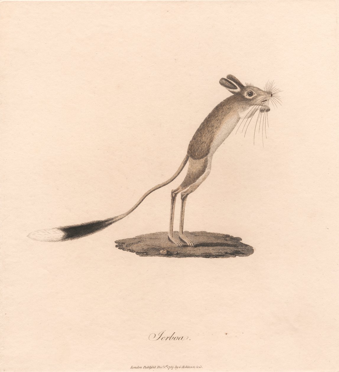 Jerboa de James Heath