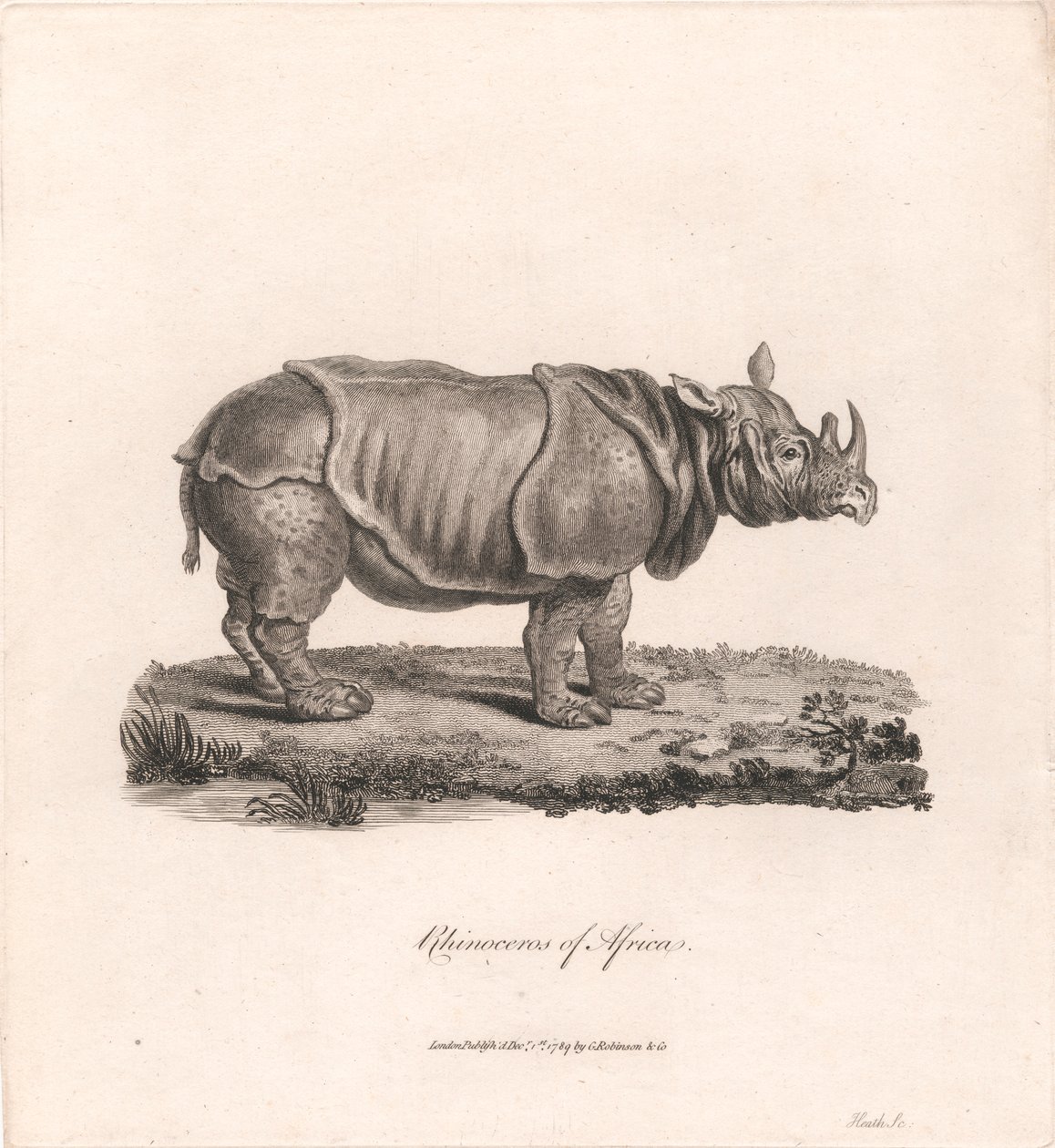 Rinocerontes de África de James Heath