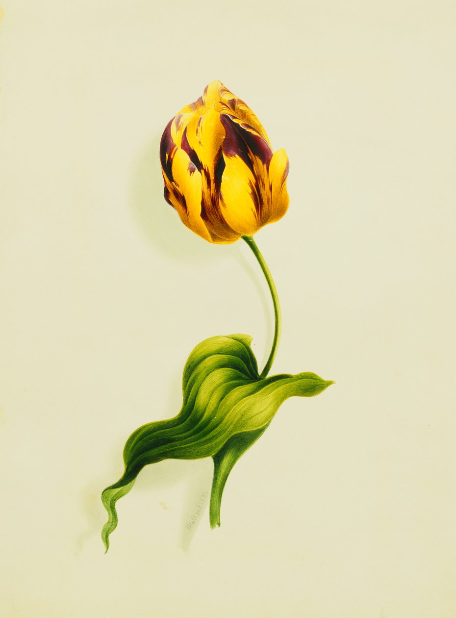 Un tulipán loro, 1826 de James Holland