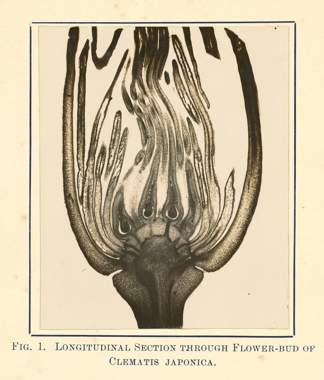 [Vista de Clematis Japonica - Sección longitudinal] de James Hornell