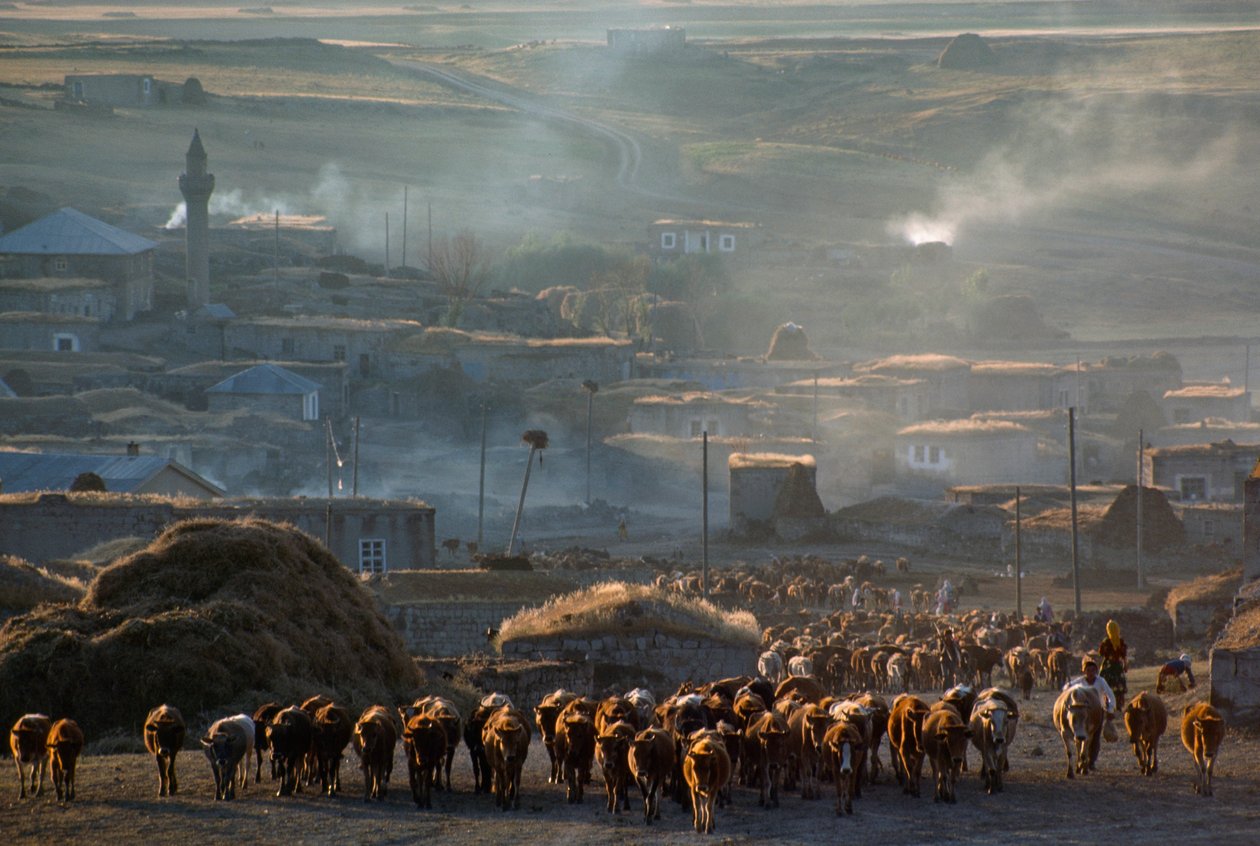 Un gran rebaño de ganado se dirige a los pastos a través de un polvoriento pueblo rural. Enrentepe, Turquía. de James L Stanfield
