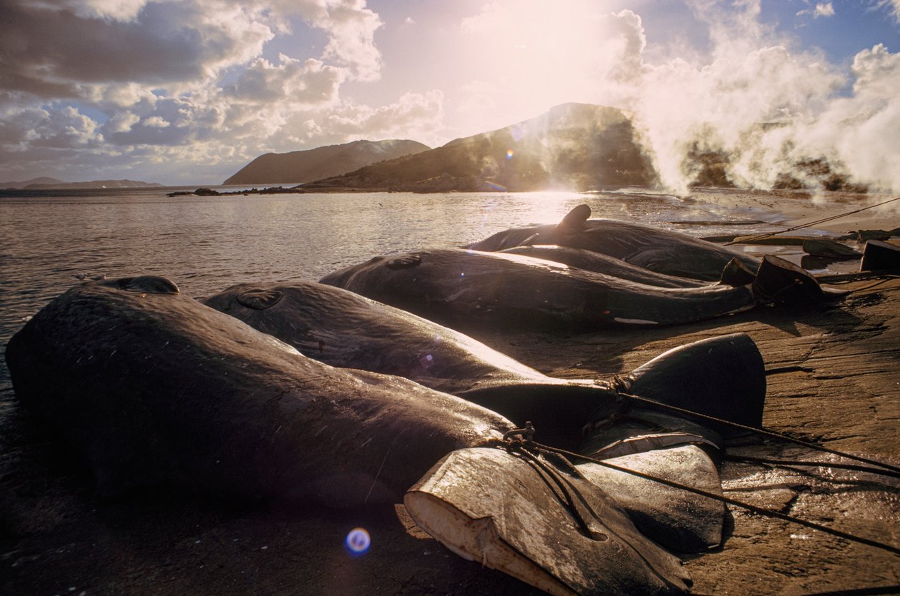 Ballenas descuartizadas en la playa tras una cacería. FRENCHMAN BAY CERCA DE ALBANY, WESTE... de James L Stanfield