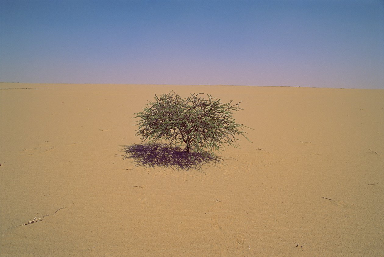 Árbol aislado en un desierto de Níger, África.Quizás "Arbre du Tenere" o aparente gr... de James L Stanfield