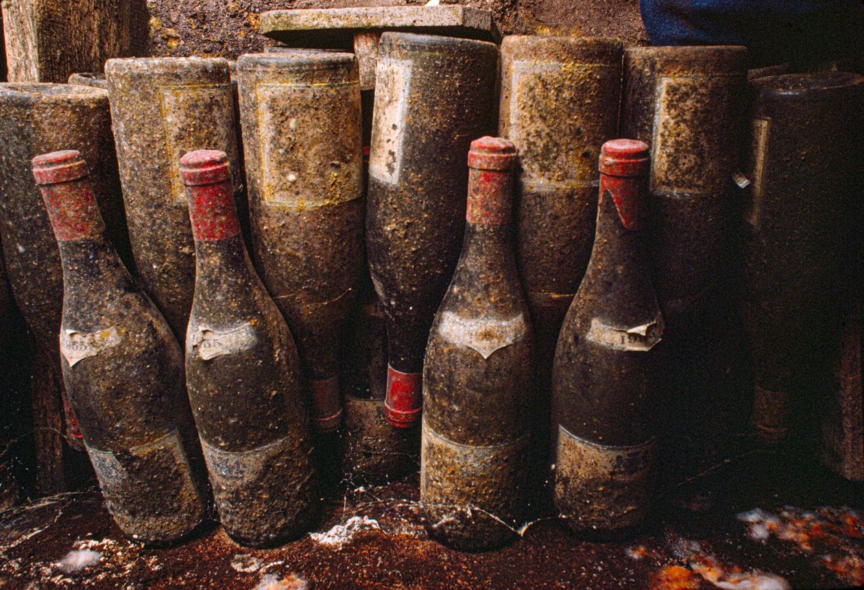 Botellas de vino tinto, cubiertas de moho, envejeciendo en una bodega. Tain-L