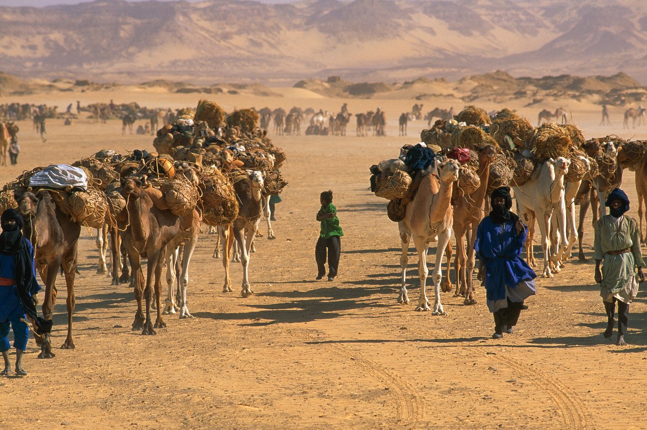 Caravana de camellos de sal a las afueras de Fachi. CERCA DE FACHI, NÍGER. de James L Stanfield