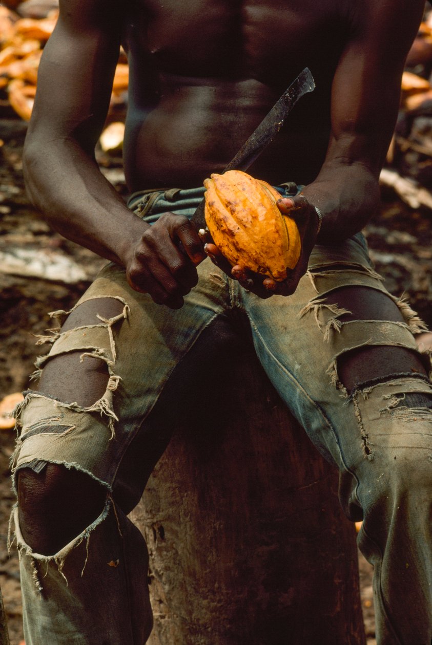 Visto sólo desde el pecho hasta las rodillas, un hombre está sentado mientras parte una vaina de cacao (... de James L Stanfield