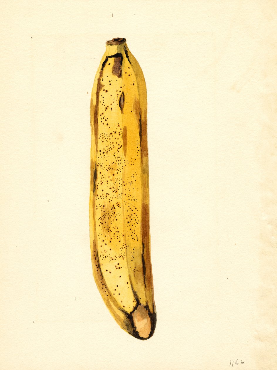 Plátano (Musa) (acuarela) de James Marion Shull