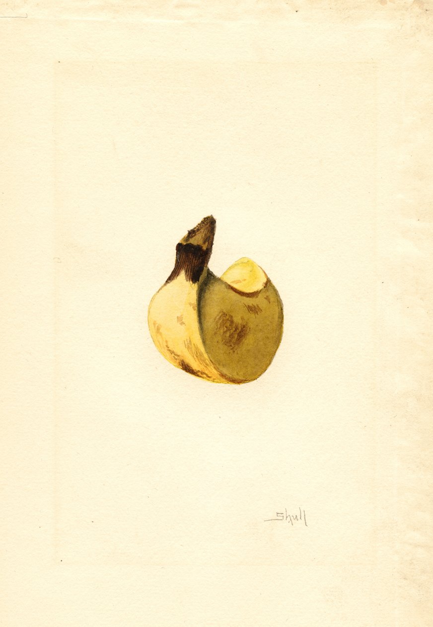 Plátano (Musa) (acuarela) de James Marion Shull