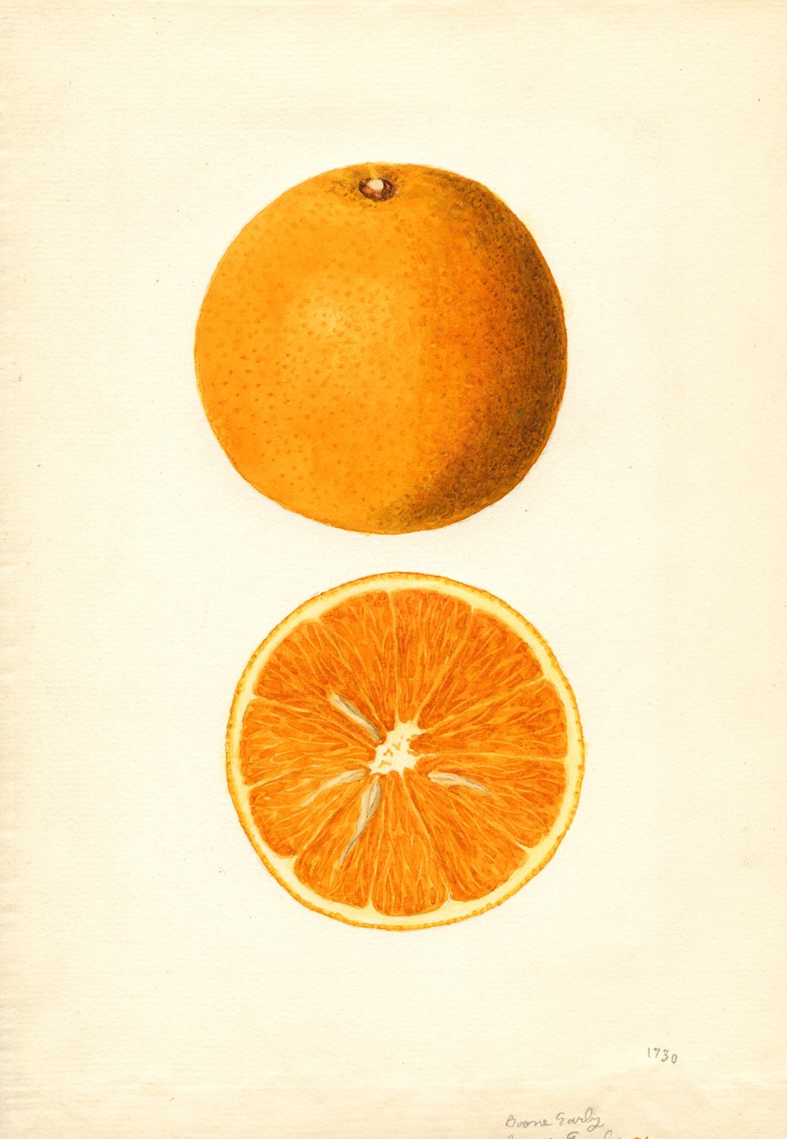 Naranjas tempranas de Boone (Citrus sinensis) (acuarela) de James Marion Shull