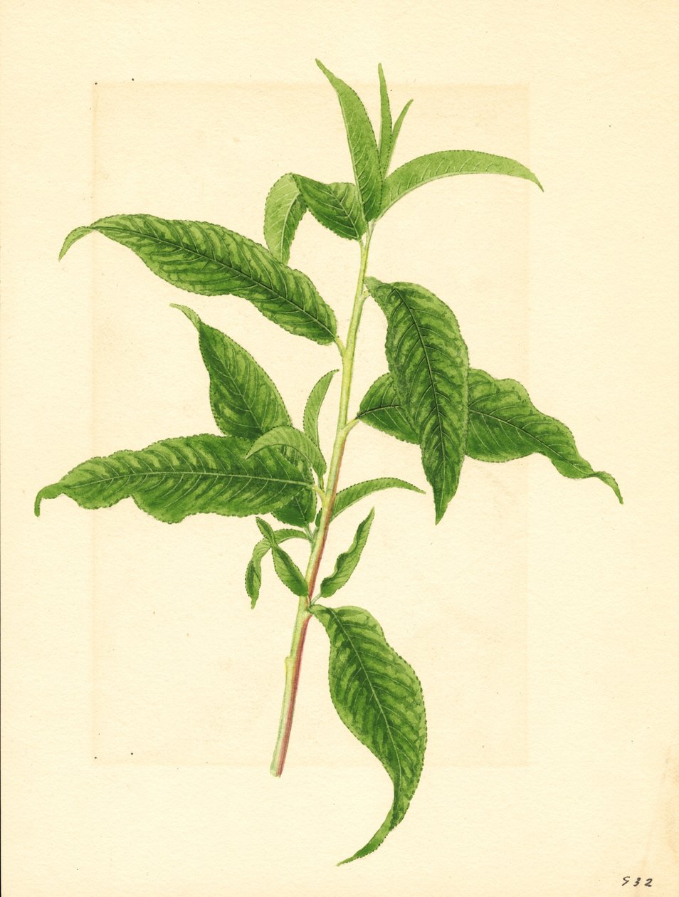Rama con hojas verdes del melocotonero Elberta ( Prunus persica: Elberta) (acuarela) de James Marion Shull