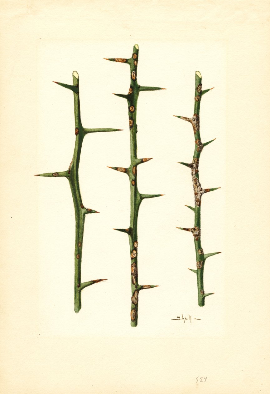Cancro de los cítricos en tallo de naranjo (Poncirus trifoliata) (acuarela) de James Marion Shull
