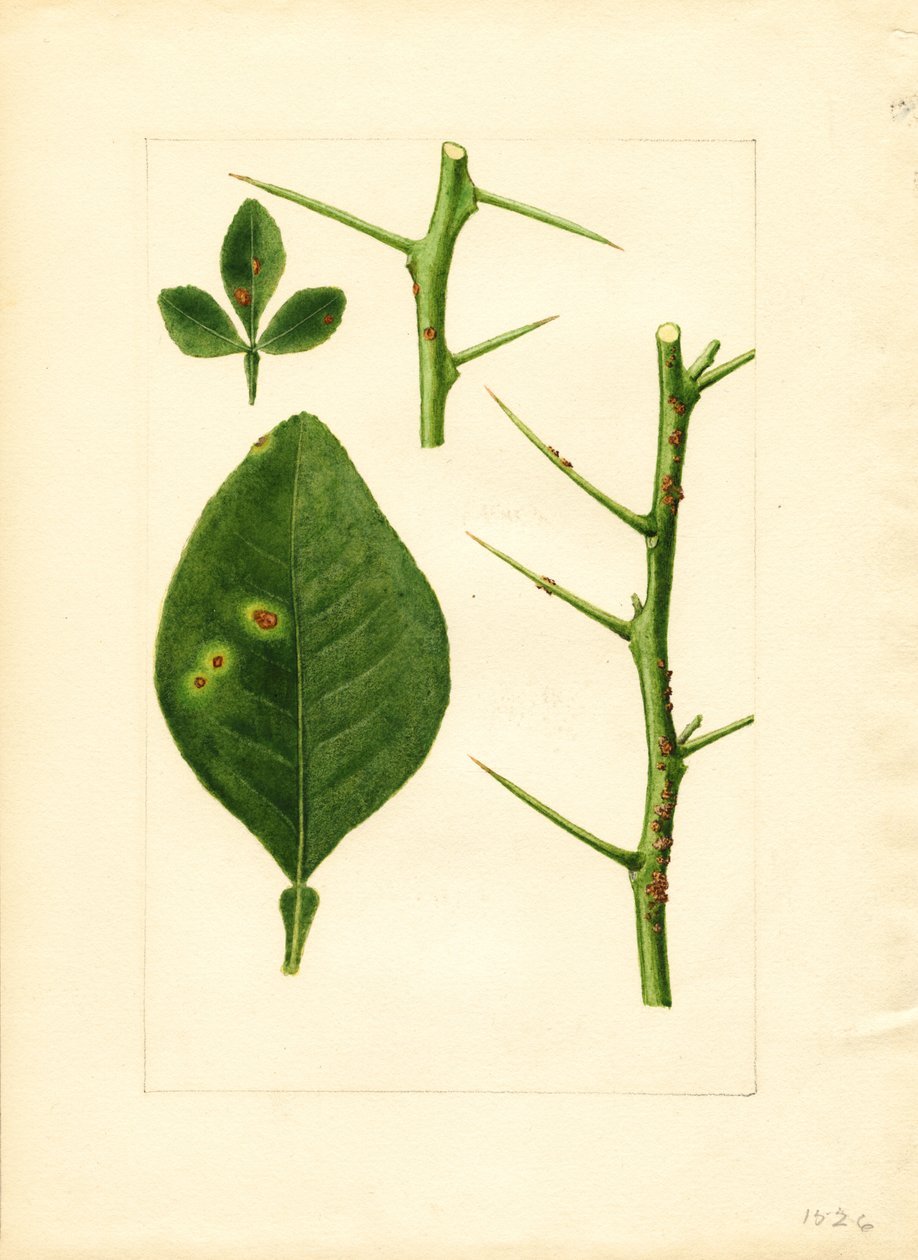 Hoja y ramita de naranjo (Poncirus trifoliata) enfermas (acuarela) de James Marion Shull