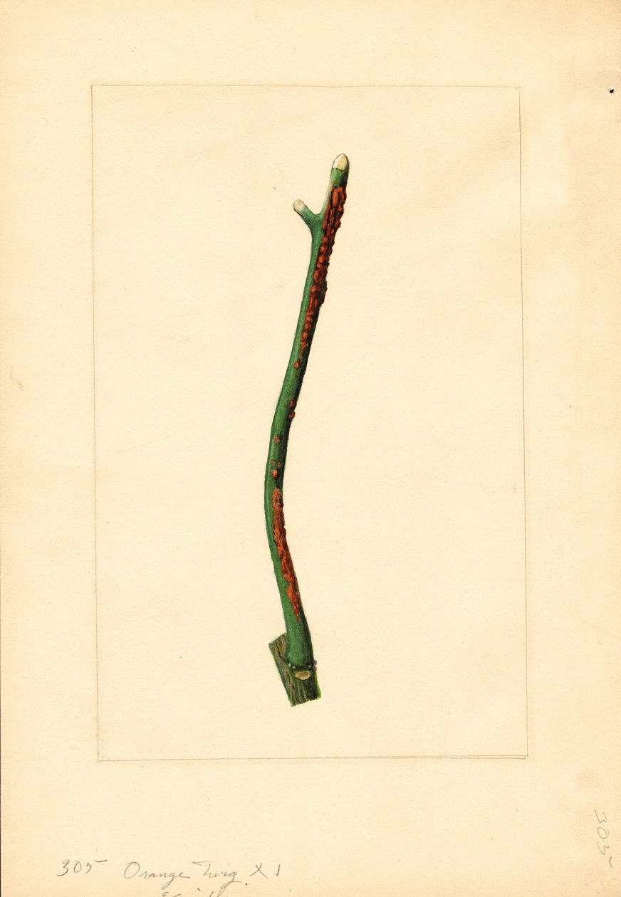 Ramita de naranjo (Citrus sinensis: Valencia) (acuarela) de James Marion Shull