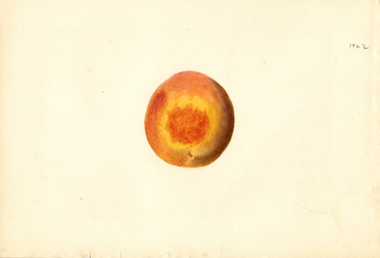 Melocotón ( Prunus persica: Elberta) (acuarela) de James Marion Shull