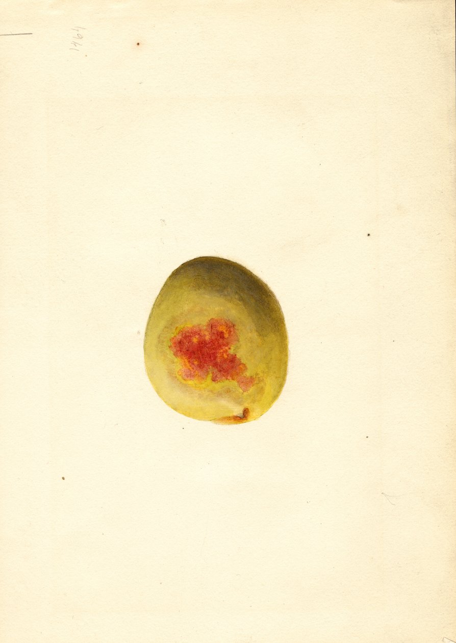 Melocotón ( Prunus persica: Elberta) (acuarela) de James Marion Shull