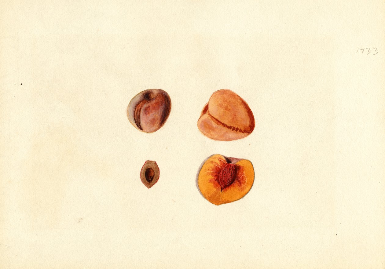 Melocotones ( Prunus persica: Hutchkins) (acuarela) de James Marion Shull