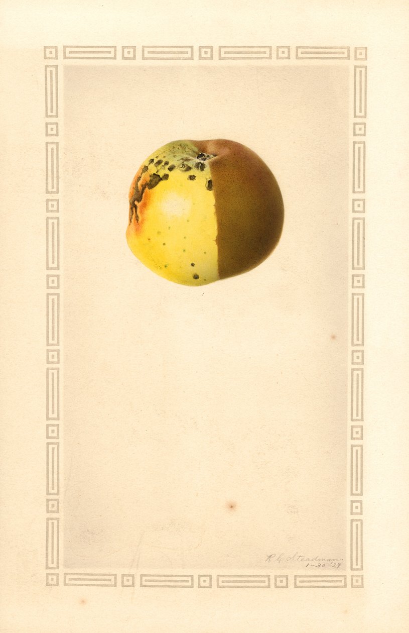 Manzana Russet (Malus domestica) (acuarela) de James Marion Shull