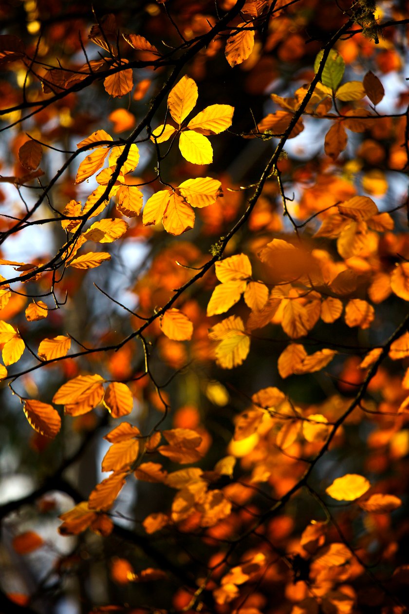 Hojas de otoño amarillas y doradas aún en la rama de un árbol, 2009 de James McCormick
