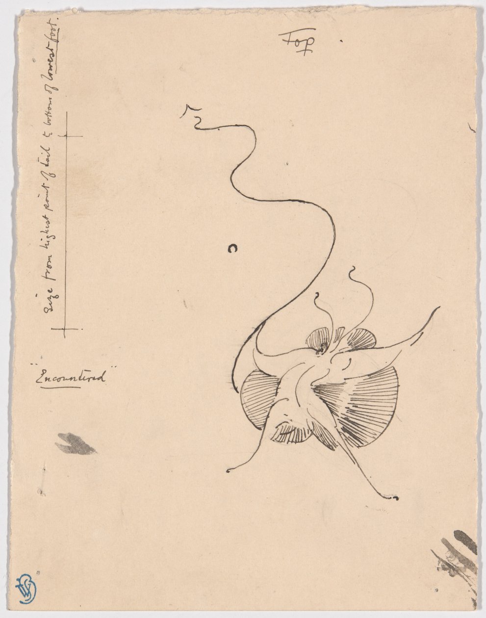 Mariposa "Encontrada" (anverso); boceto para la pieza de cola (reverso) de James McNeill Whistler