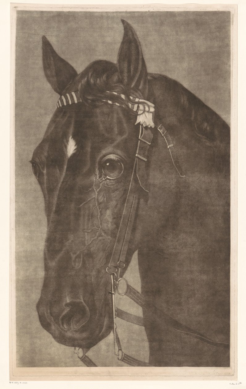 Cabeza de caballo con brida de James Newman Hodges