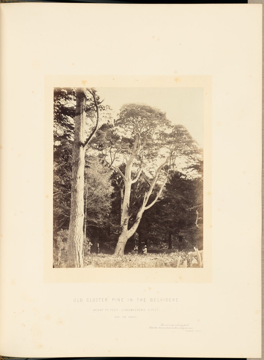Pino viejo en racimo en el Belvidere de James Sinclair, 14th Earl of Caithness
