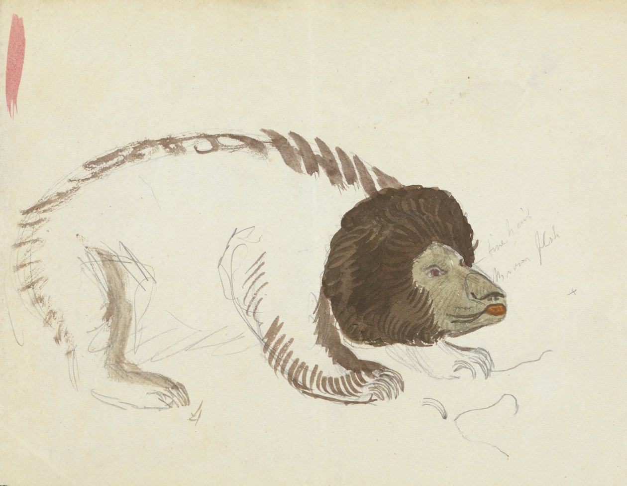 Un Oso de James Sowerby