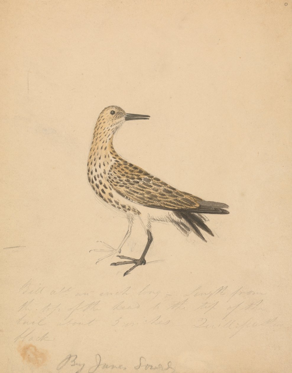 Un pájaro de James Sowerby