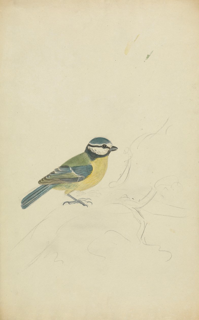 Un herrerillo de James Sowerby