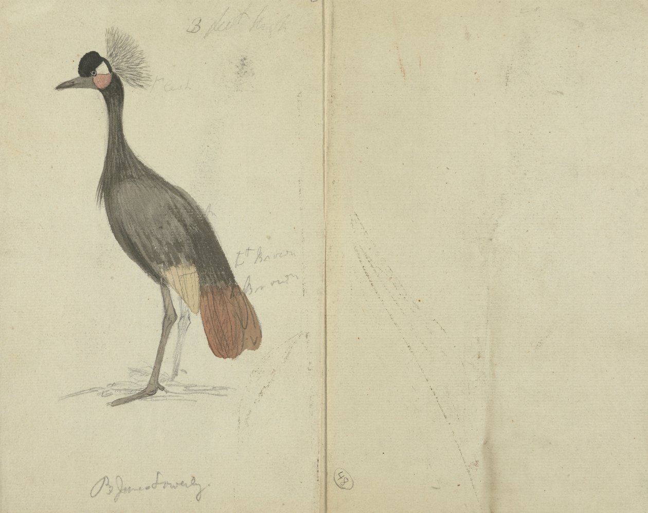 Una grúa de James Sowerby