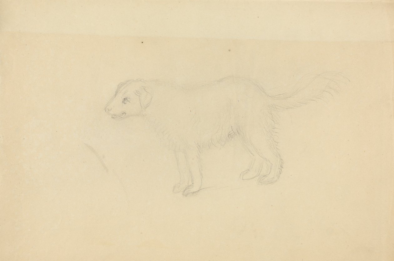 Un perro de James Sowerby