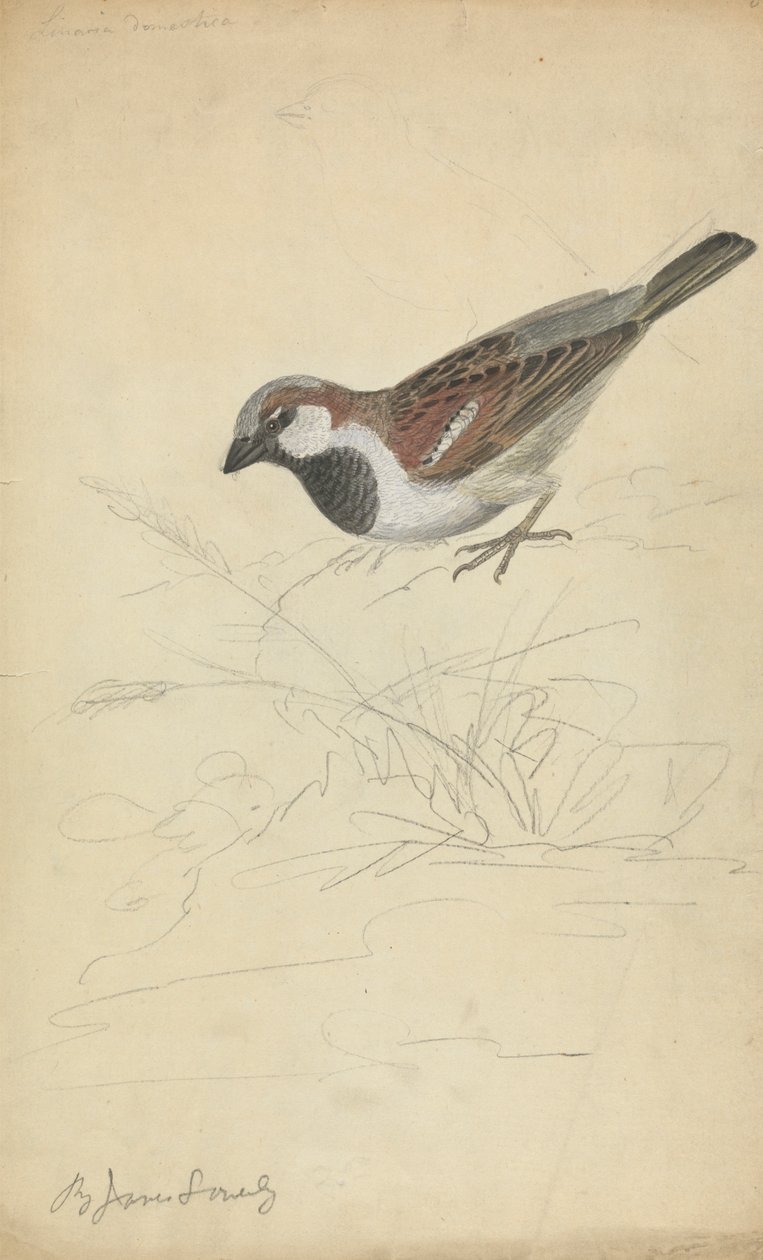 Un gorrión común de James Sowerby