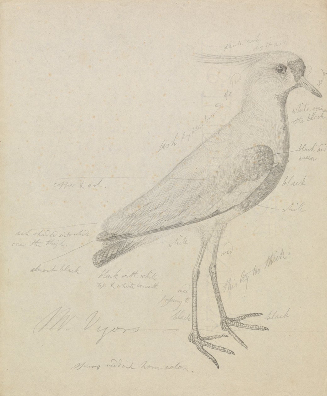 Una avefría de James Sowerby