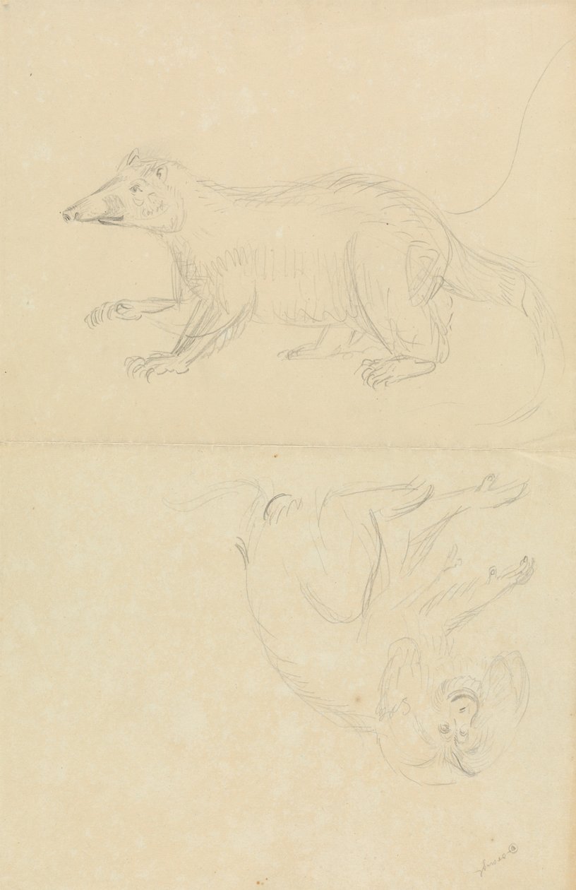 Un mamífero (¿coatimundi?) y un primate (¿marmota?). Un Coatimundi y un Tití Cabeza de León de James Sowerby