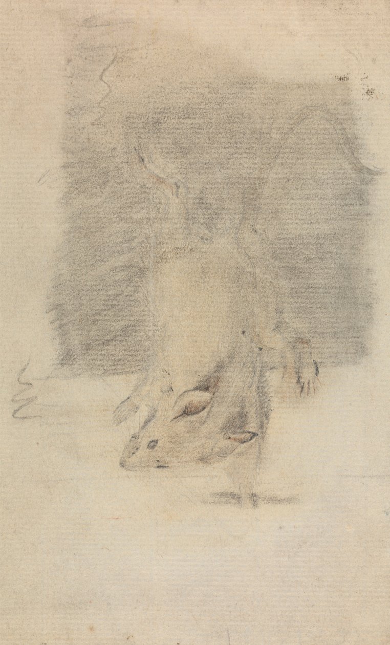 Un ratón de James Sowerby
