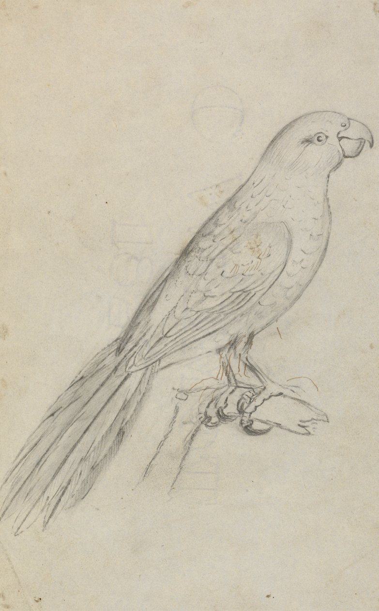 El loro de James Sowerby