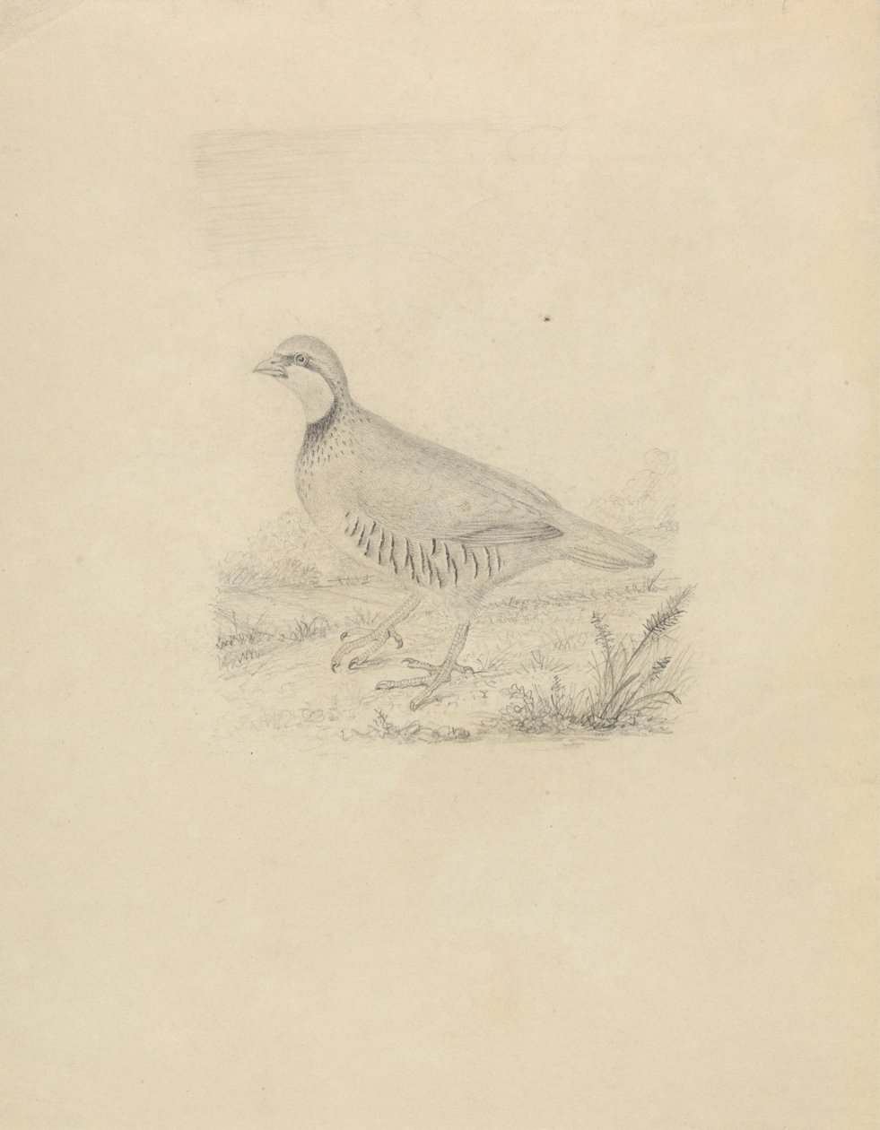 Una codorniz de James Sowerby