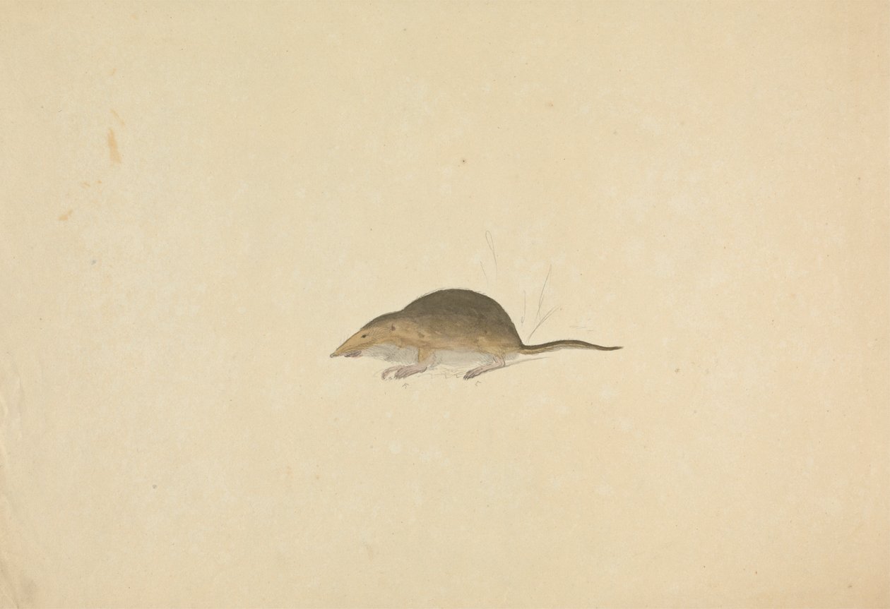 Una musaraña de James Sowerby