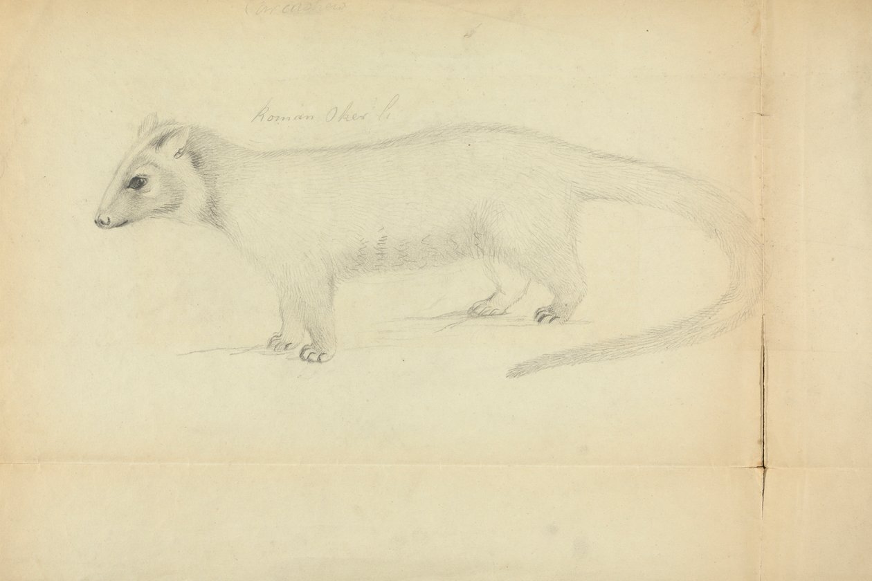 Una comadreja de James Sowerby