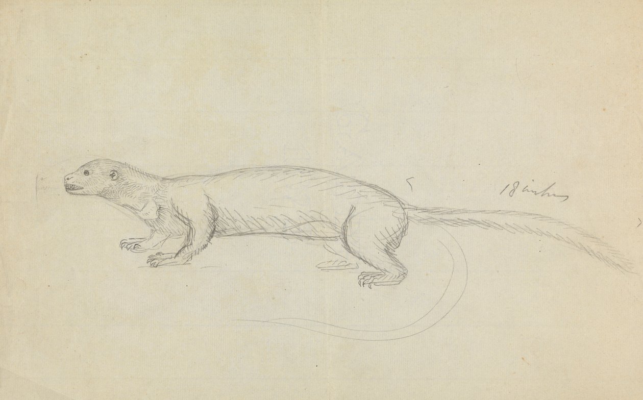 Una comadreja de James Sowerby
