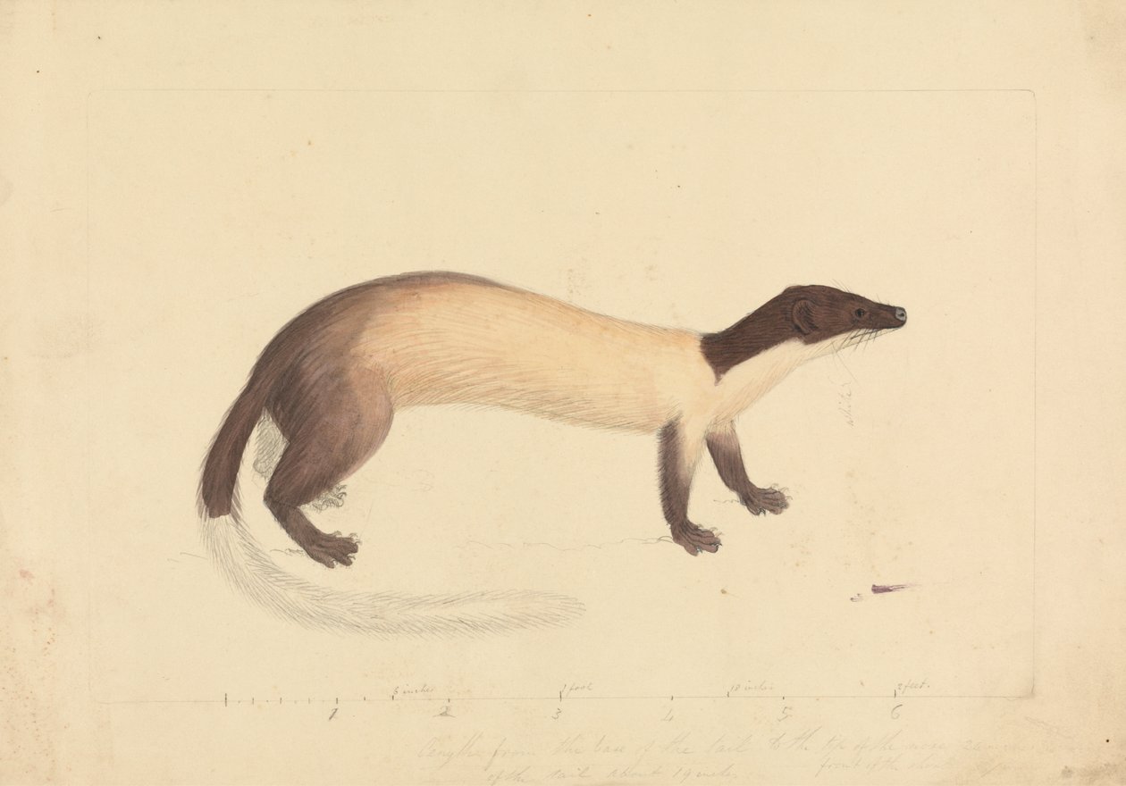 Una comadreja de James Sowerby