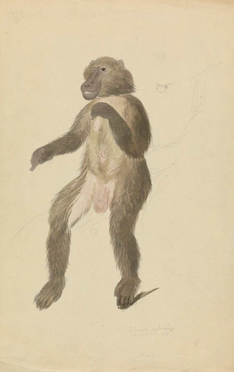 El mandril de James Sowerby