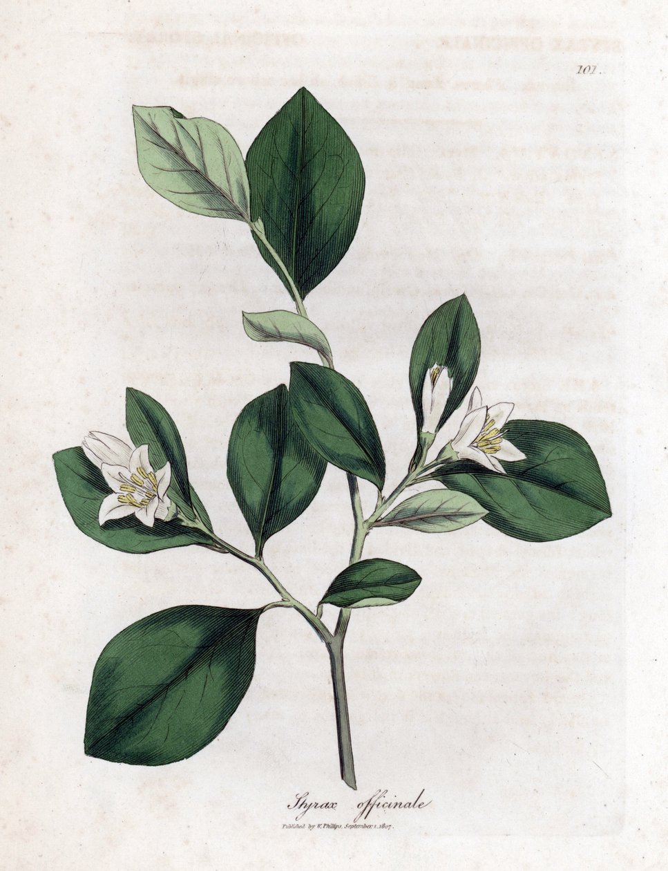 Aliboufier - Storax, Styrax officinalis. Grabado en cobre coloreado a mano a partir de una ilustración botánica de James Sowerby extraída de "Medical Botany" de William Woodville y Sir William Jackson Hooker, John Bohn, Londres. de James Sowerby