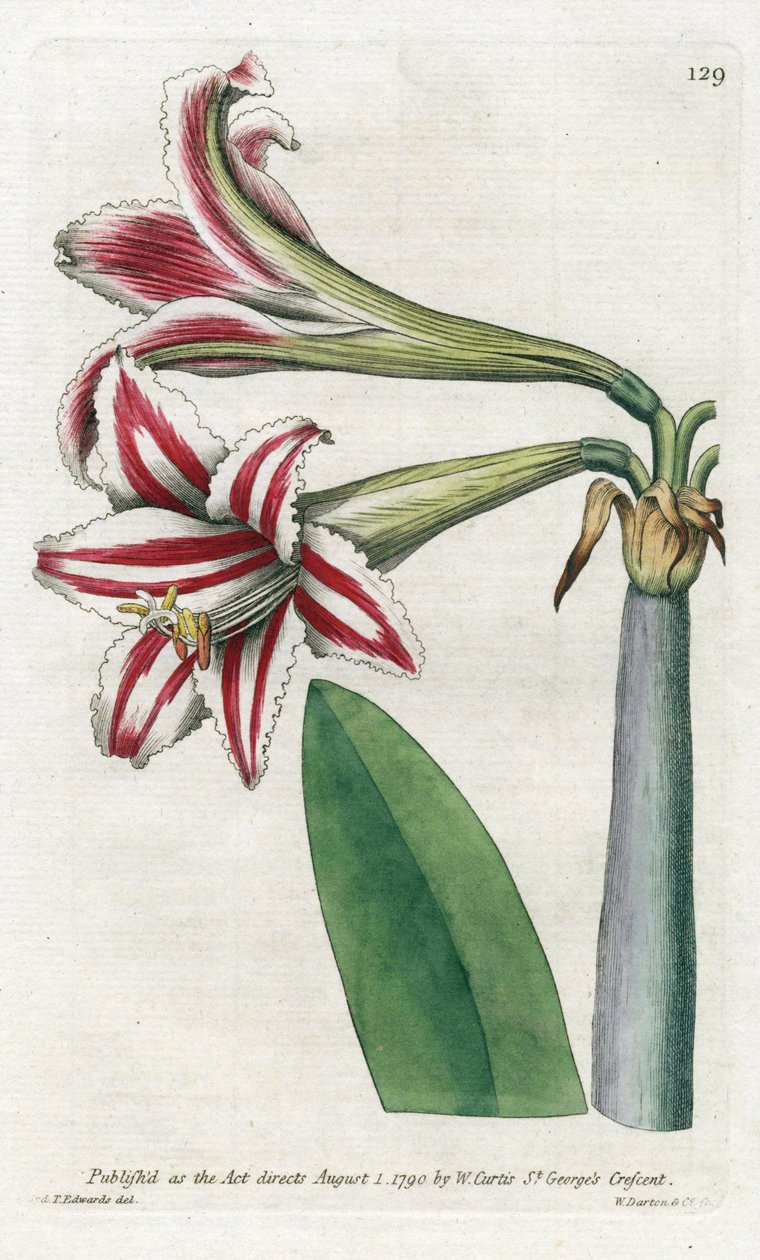 Amaryllis Variete, originaria de Sudamérica - Litografía de James Sowerby (1757-1822), del Botanical Magazine de William Curtis (1746-1799) de James Sowerby