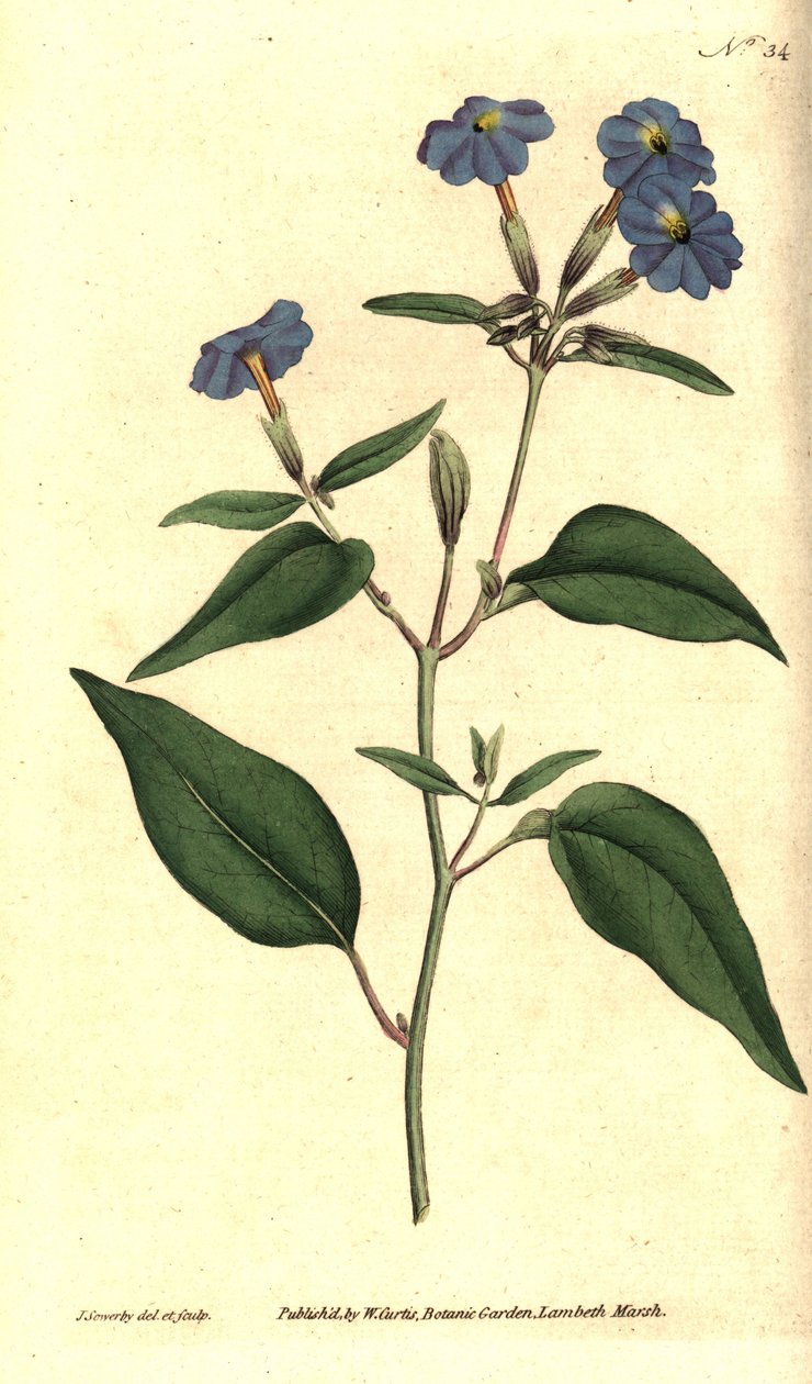Browallia americana - Nomeolvides jamaicana, flor de amatista o violeta de arbusto, Browallia americana (Browallia alta, Browallia elata). Grabado en cobre coloreado a mano e ilustración botánica de James Sowerby de The Botanical Magazine de William Curtis de James Sowerby