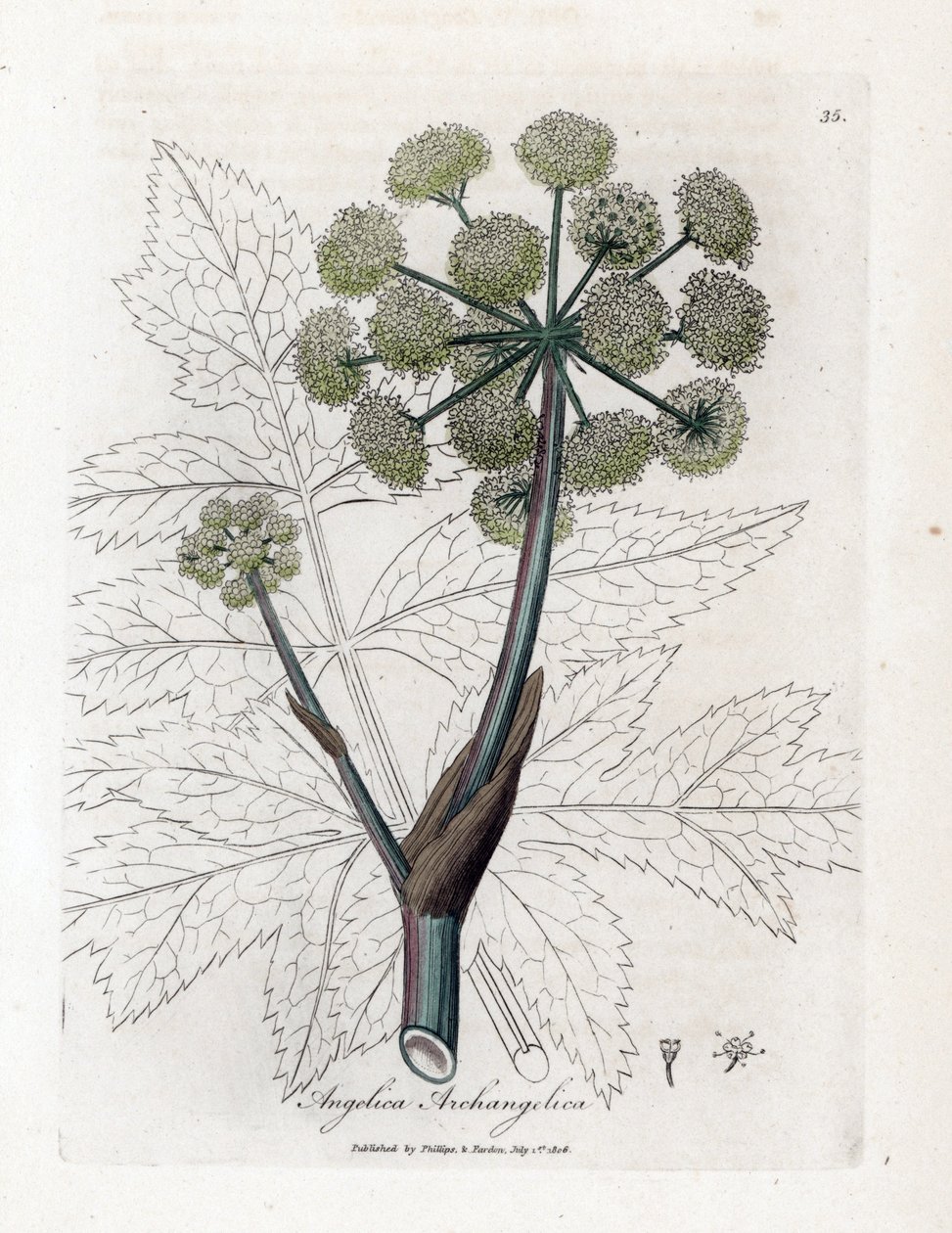 Angelique true or officinal or archangelique - Angélica de jardín, Angelica archangelica. Grabado en cobre coloreado a mano de una ilustración botánica de James Sowerby de "Botánica Médica" de William Woodville y Sir William Jackson Hooker, John Bohn, de James Sowerby