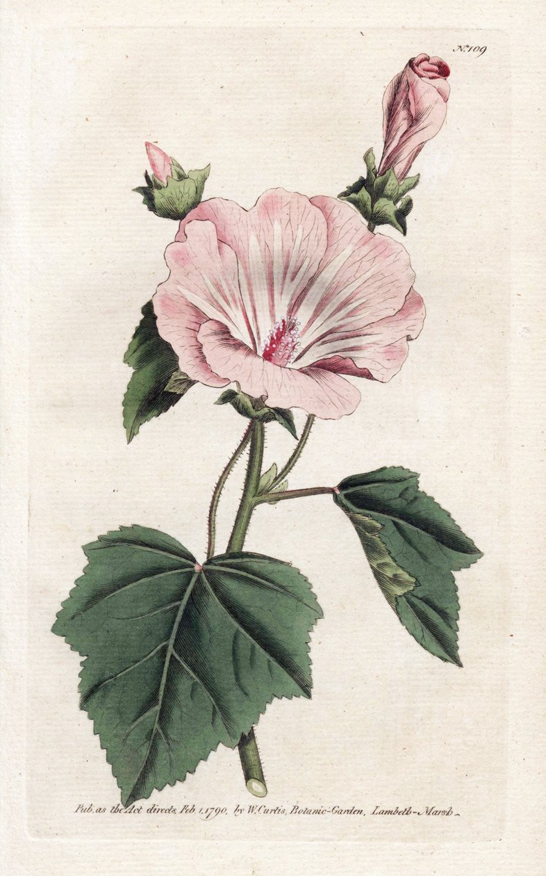 Púrpura anual o lavater trimestral - Litografía de James Sowerby (1757-1822), de William Curtis