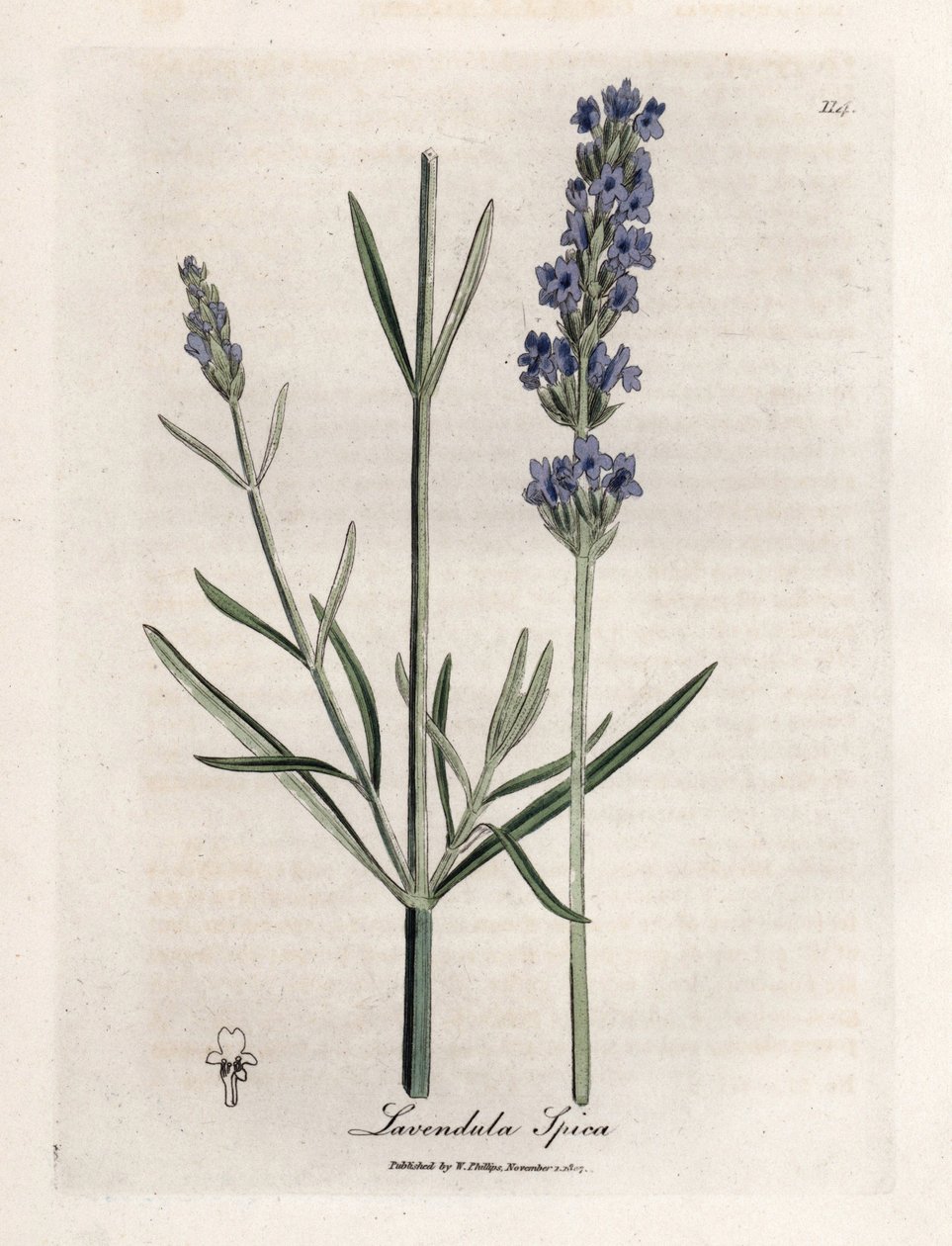Lavanda ápica. Grabado en cobre coloreado a mano a partir de un dibujo de James Sowerby (1757-1822), en Botanique Medicinale de James Sowerby