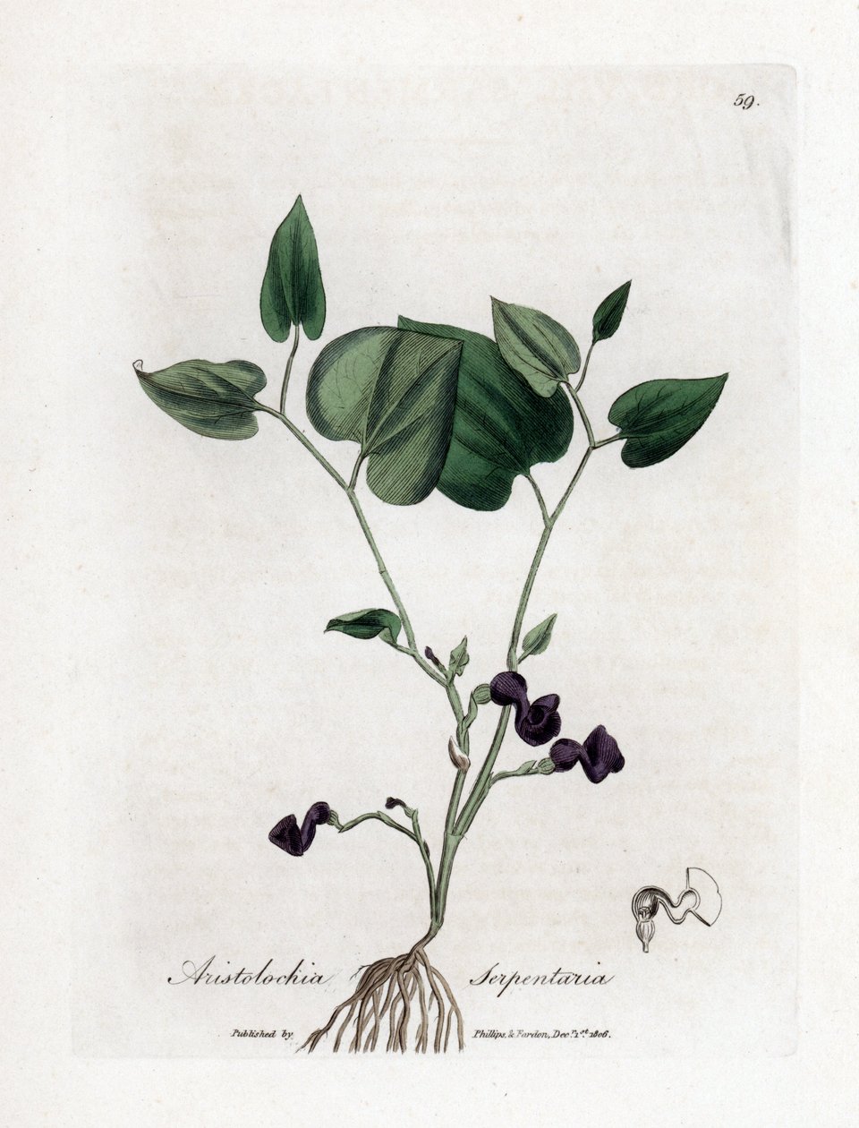 Aristoloche variete - Hierba de la serpiente, Aristolochia serpentaria. Grabado en cobre coloreado a mano de una ilustración botánica de James Sowerby extraída de "Medical Botany" de William Woodville y Sir William Jackson Hooker, John Bohn, Londres. de James Sowerby
