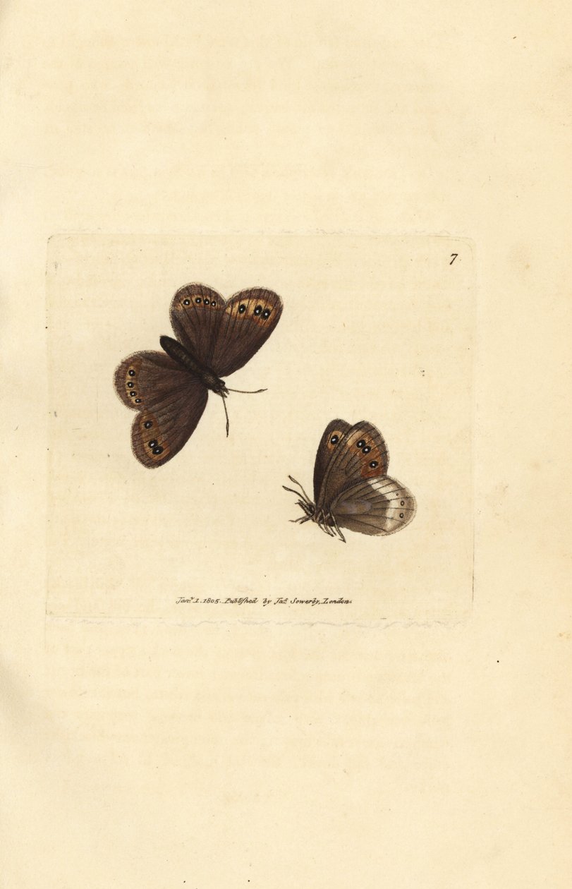 Pardo de Arran, Erebia ligea (Papilio ligea). Grabado en cobre coloreado a mano por James Sowerby de The British Miscellany, or Coloured figures of new, rare, or little known animal subjects. de James Sowerby