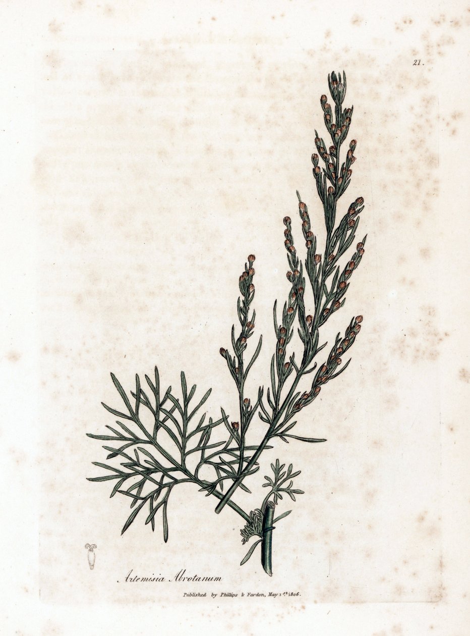 Aurona o limoncillo o limoncillo de artemisa - Southernwood, Artemisia abrotanum. Grabado en cobre coloreado a mano a partir de una ilustración botánica de James Sowerby extraída de la obra de William Woodville y Sir William Jackson Hooker "Medical Botany" de James Sowerby